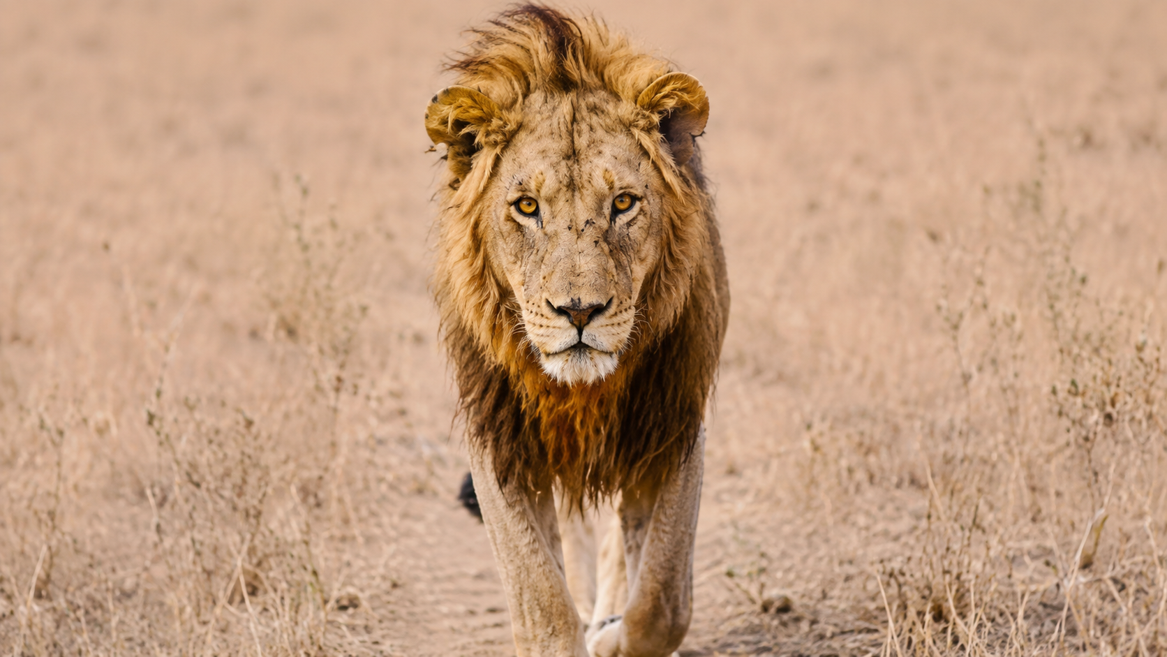 Majestic lion walking through the dry savannah grass toward the camera